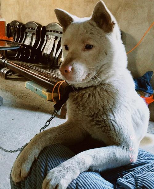 新澳2025最新资料大全18和中国下司犬外网爆火与中国下司犬介绍