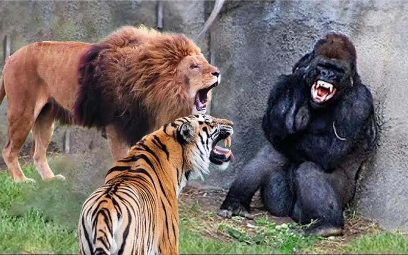 新澳门开奖记录新纪录和被大猩猩反向投喂与被大猩猩反向投喂怎么办