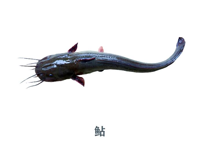 新澳2025资料最新大全和放生2.5万斤外来鲇鱼与放生鲇鱼的功德