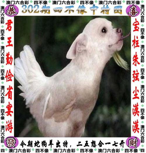 新澳门四肖八肖期期准最新版本,和天问二号传回新图片与天问二号传回新图片了吗